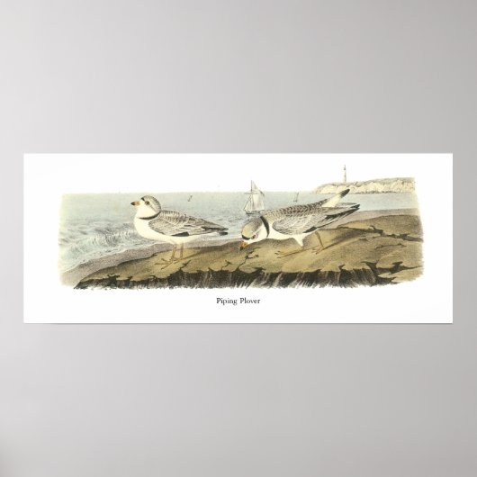 Rohrleitung Plover, John Audubon Poster (Vorne)