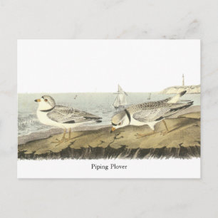 Rohrleitung Plover, John Audubon Postkarte