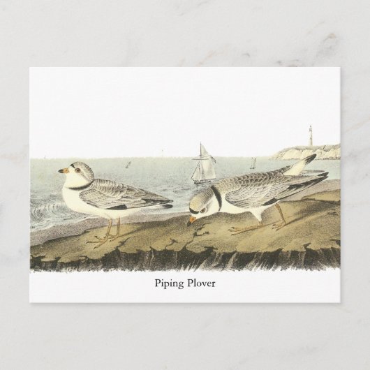 Rohrleitung Plover, John Audubon Postkarte (Vorderseite)