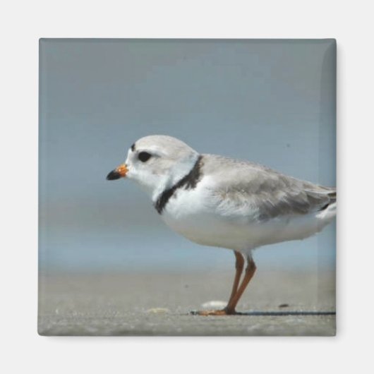 Rohrleitung Plover zu Fuß auf dem Strand Magnet (Vorne)