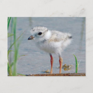 Rohrleitung Postkarte