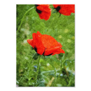 Rohroter Mohn Fotodruck