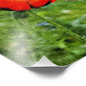 Rohroter Mohn Fotodruck (Ecke)
