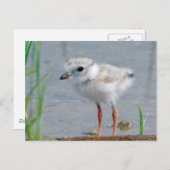 Rohrpflaster Postkarte (Vorne/Hinten)