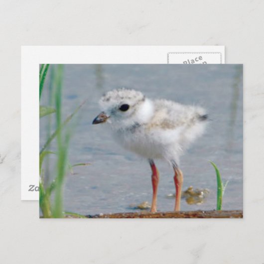 Rohrpflaster Postkarte (Vorne/Hinten)