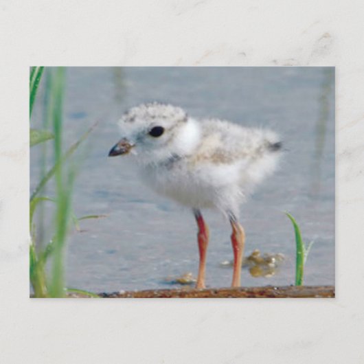 Rohrpflaster Postkarte (Vorderseite)