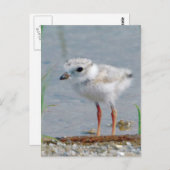 Rohrpflaster Postkarte (Vorne/Hinten)