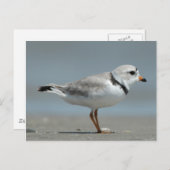 Rohrpflaster Postkarte (Vorne/Hinten)