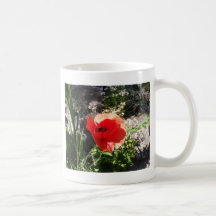 Rohter Mohn