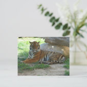 Rojal Bengal Tiger Postkarte (Stehend Vorderseite)