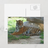 Rojal Bengal Tiger Postkarte (Vorne/Hinten)