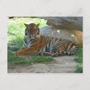Rojal Bengal Tiger Postkarte