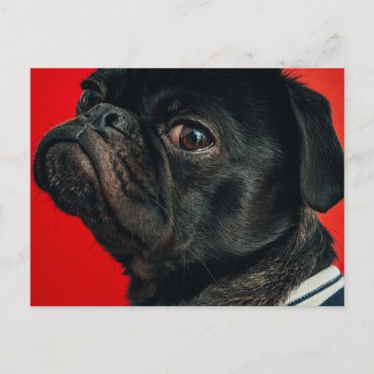 Rojo Postkarte (Vorderseite)