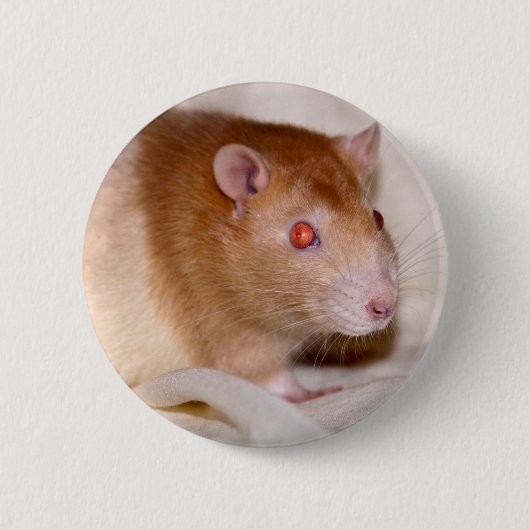 Rolando Abzeichen Button (Vorderseite)