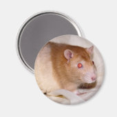 Rolando Magnet (Vorderseite/Rückseite)