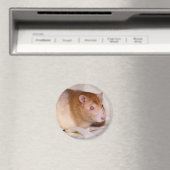 Rolando Magnet (In Situ (Geschirrspüler))