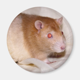 Rolando Magnet