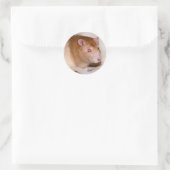 Rolando Sticker (Tasche)
