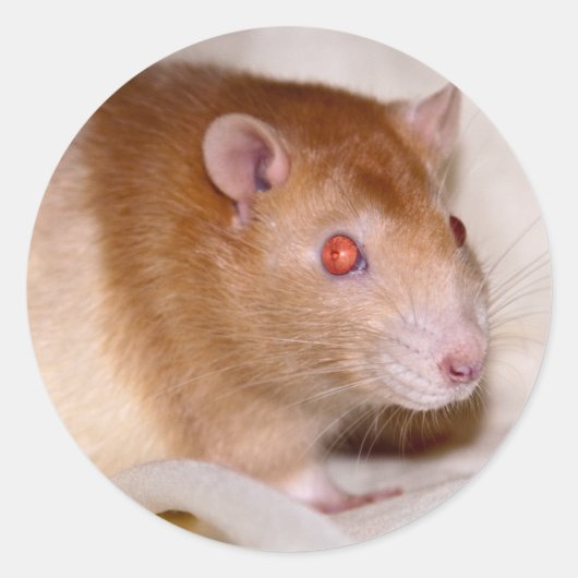 Rolando Sticker (Vorderseite)