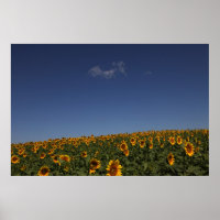 Rollende Blume