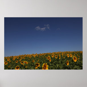 Rollende Blume Poster