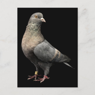 Roller Pigeon Postkarte