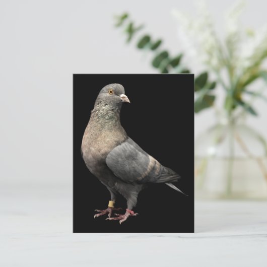 Roller Pigeon Postkarte (Stehend Vorderseite)