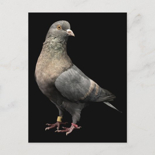 Roller Pigeon Postkarte (Vorderseite)
