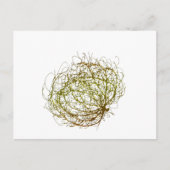Rolling Golden Tumbleweed Pflanze Art Postkarte (Vorderseite)