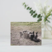 Rollpferd Postkarte (Stehend Vorderseite)