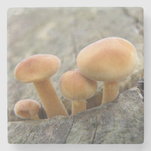 Rollstuhlfahrer auf einem Tree Trunk Stone Unterse Steinuntersetzer