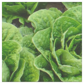 Romainekopfsalat-Feld-Fotogewebe Stoff (Nahaufnahme)
