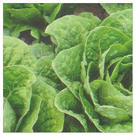 Romainekopfsalat-Feld-Fotogewebe Stoff