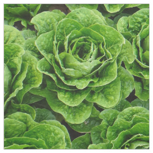 Romainekopfsalat-Feld-Fotogewebe Stoff