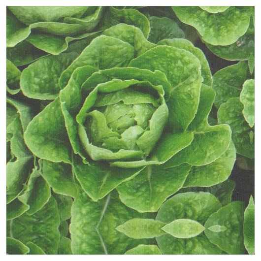 Romainekopfsalat-Fotogewebe Stoff (Nahaufnahme)