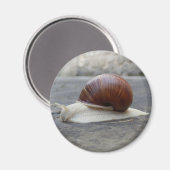 Roman Snail Magnet (Vorderseite/Rückseite)