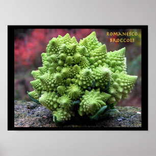 Romanesco Brokkoli-Gemüse Poster