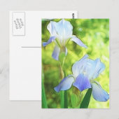 Romantic Blue Irises Postkarte (Vorne/Hinten)