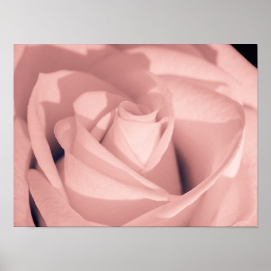 Romantic Pink Rose Flower Archival Art Poster (Vorne)