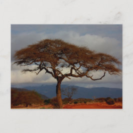 Romantic Safari Africa Bridal Danke, Karten