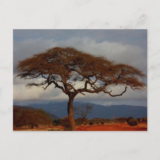 Romantic Safari Africa Bridal Danke, Karten (Vorderseite)