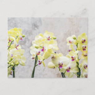 Romantic Safari Floral Guest Brautparty Destiny Einladungspostkarte