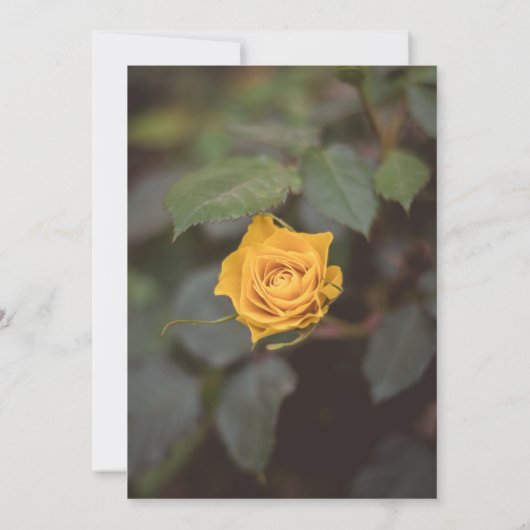 Romantic Single Yellow Rose Dark Garden Wedding Einladung (Rückseite)