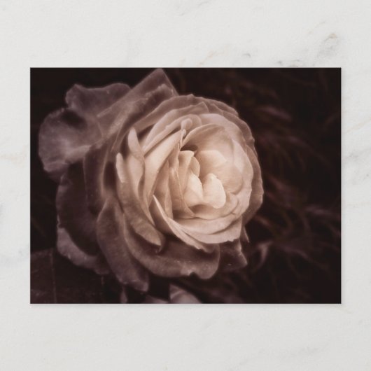 Romantica - diese Rose sagt Liebe Postkarte (Vorderseite)