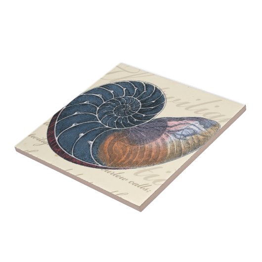 Romantik Seashell Fliese (Seite)