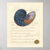 Romantik Seashell Poster (Vorne)