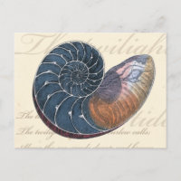 Romantik Seashell