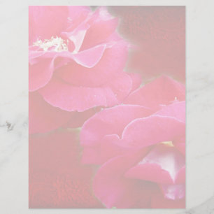 Romantik und Rote Rose