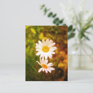 Romantische Blumen – Botanisches Gänseblümchen-Paa Postkarte