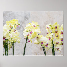 Romantische Creme & Lilac Orchids Poster